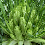 Catalogna Endive Seeds