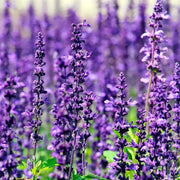 English Lavender Seeds - Flower Plant