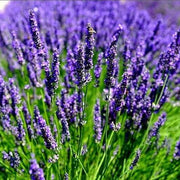 English Lavender Seeds - Flower Plant