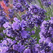 English Lavender Seeds - Flower Plant