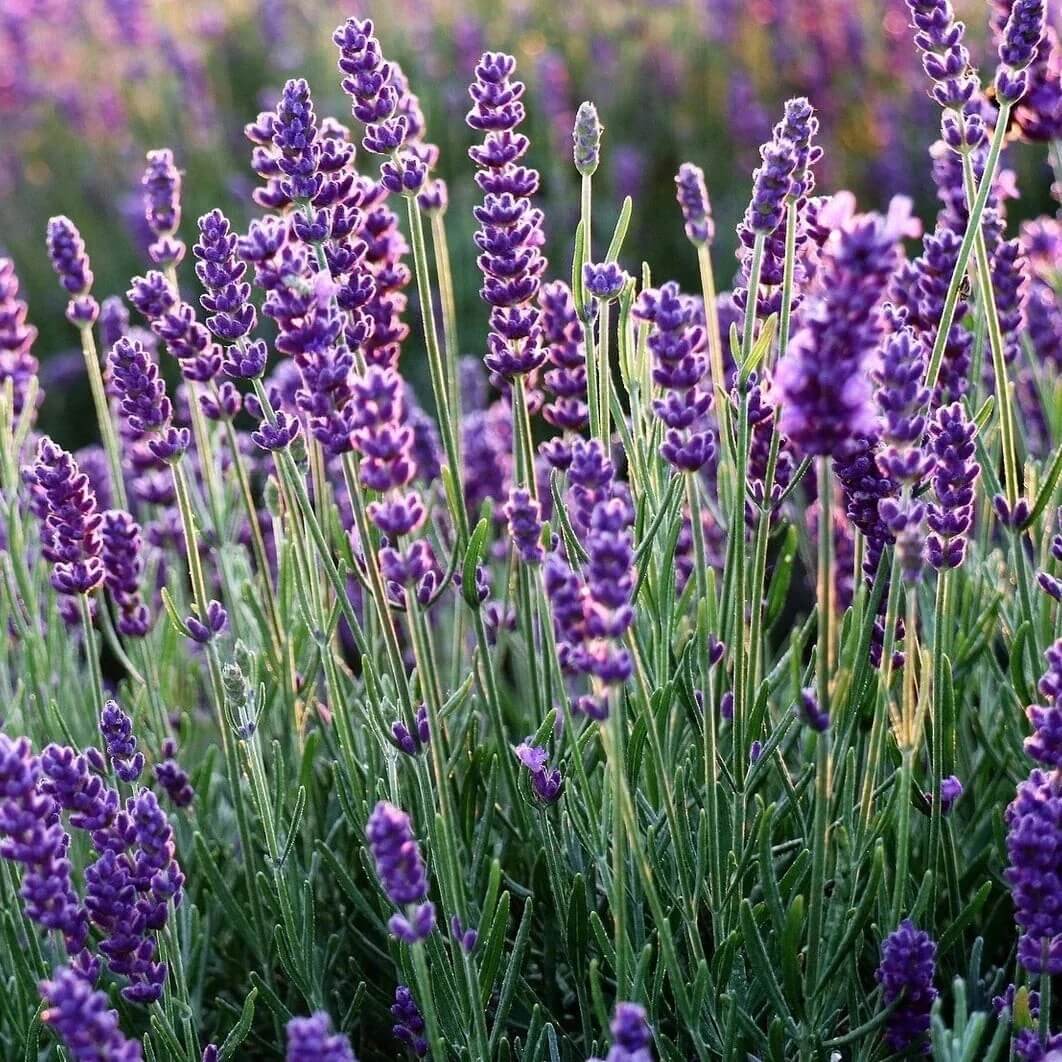 English Seeds, Lavandula angustifolia