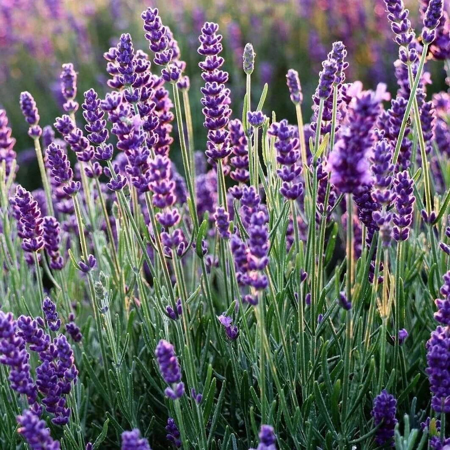 English Seeds, Lavandula angustifolia
