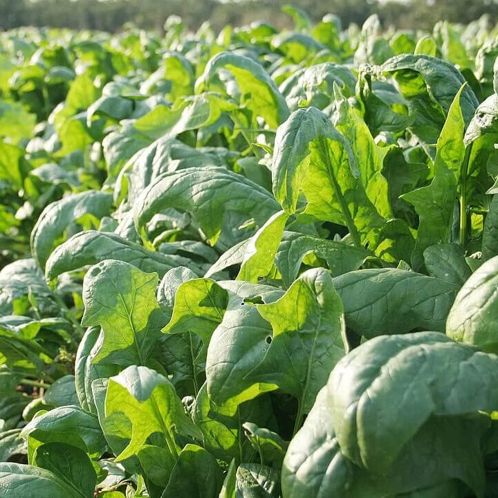 English Mercury Seeds - Vegtable Seeds