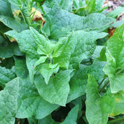 English Mercury Seeds - Vegtable Seeds