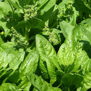 English Mercury Seeds - Vegtable Seeds