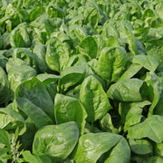 English Mercury Seeds - Vegtable Plant
