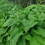 English Mercury Seeds - Vegtable Plant