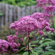 Perennial Joe Pye Seeds