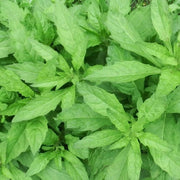 Dysphania ambrosioides Epazote Seeds, Herbal
