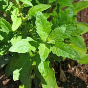 Dysphania ambrosioides Epazote Seeds, Herbal
