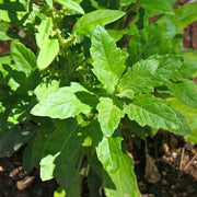 Herbaceous Epazote Seeds