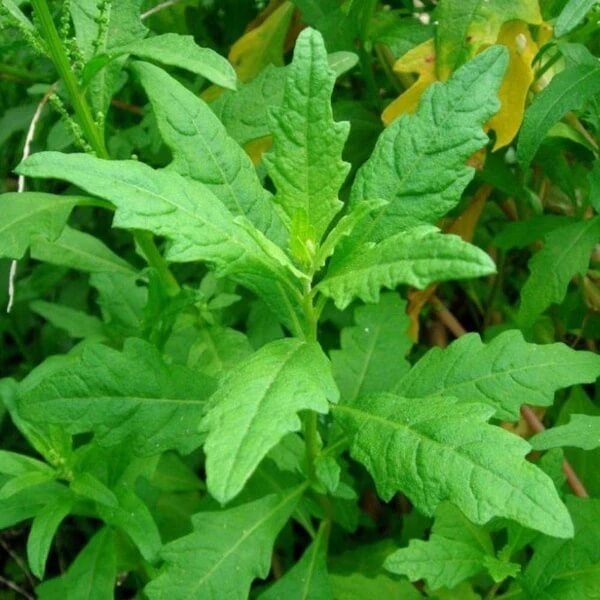 Dysphania ambrosioides Epazote Seeds, Herbal
