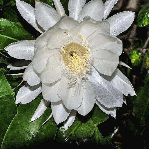 White Epiphyllum Oxypetalum Seeds
