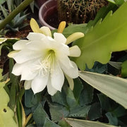 White Epiphyllum Oxypetalum Seeds