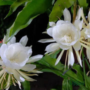 White Epiphyllum Oxypetalum Seeds