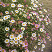 Erigeron Karvinskianus Seeds - Flower Plant