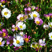 Erigeron Karvinskianus Seeds - Flower Plant