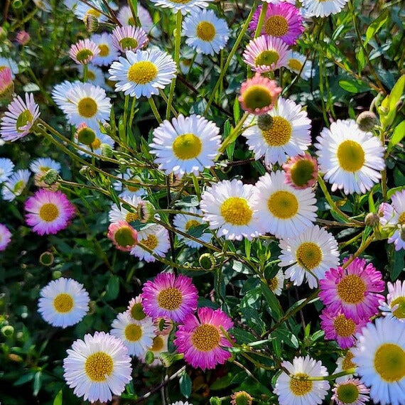 Erigeron Karvinskianus Seeds - Flower Plant