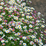 Erigeron Seeds, Erigeron karvinskianus