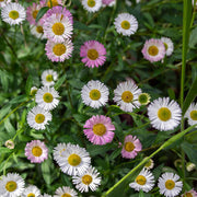 Erigeron Seeds, Erigeron karvinskianus