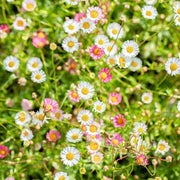 Erigeron Seeds, Erigeron karvinskianus