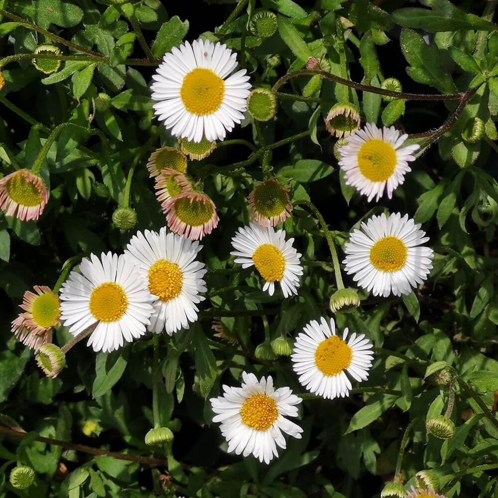 Erigeron Seeds, Erigeron karvinskianus