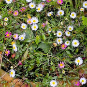 Erigeron Seeds, Erigeron karvinskianus