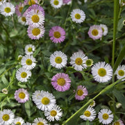 Erigeron Seeds - All In One For Home Gardens