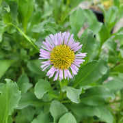 Erigeron Seeds - All In One For Home Gardens