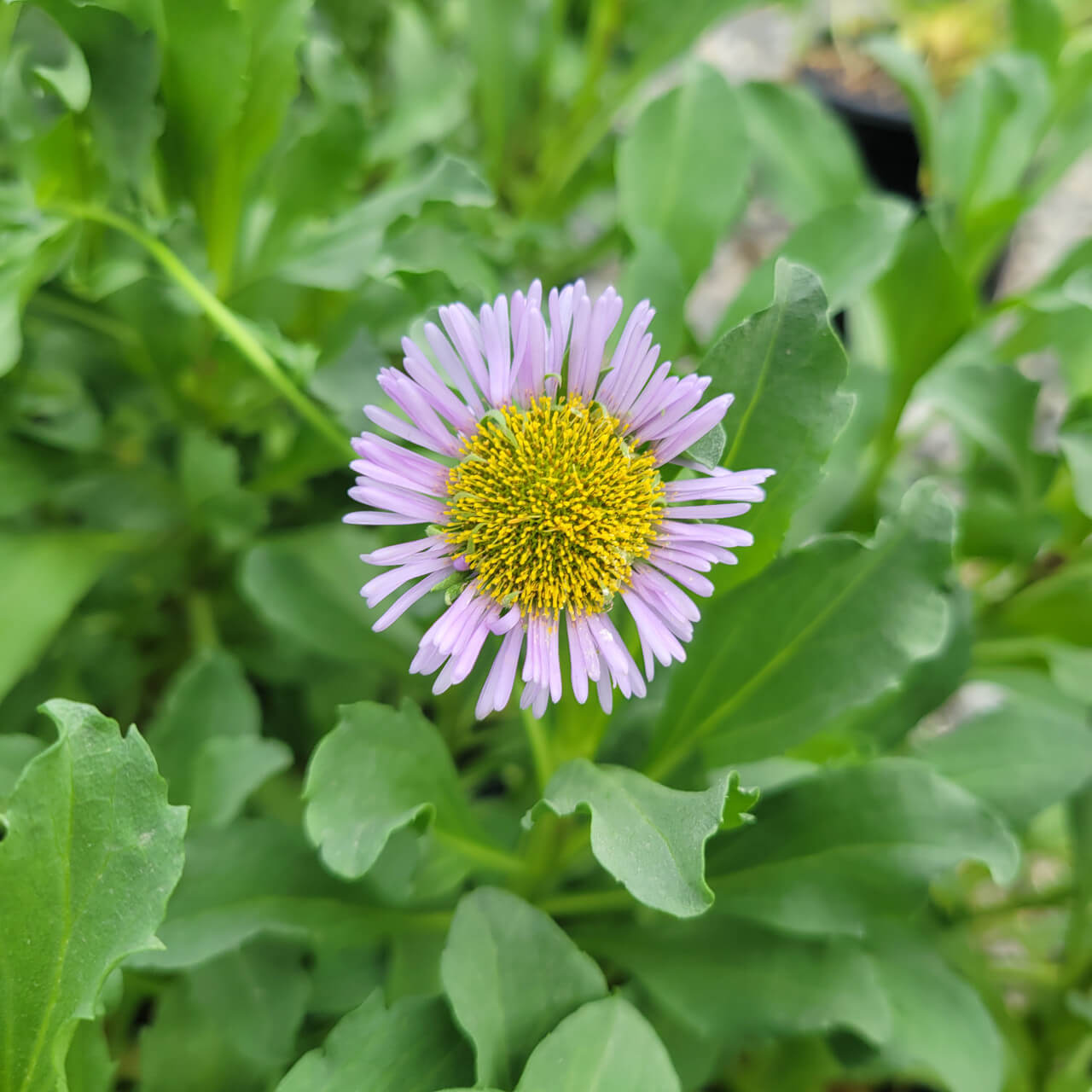 Erigeron Seeds - Flower Plant for Home Gardens