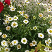 Erigeron Seeds - Flower Plant for Home Gardens