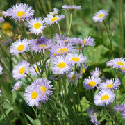 Erigeron Seeds - All In One For Home Gardens