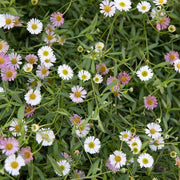 Erigeron Seeds - All In One For Home Gardens