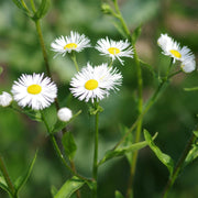 Erigeron Seeds - Flower Plant for Home Gardens