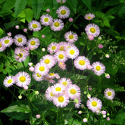 Erigeron Seeds – Erigeron karvinskianus