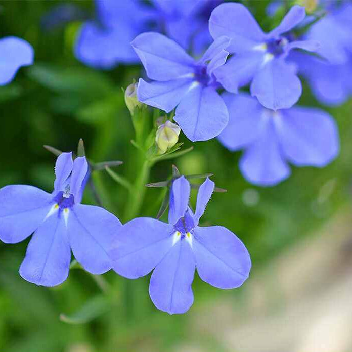 Wildflower Mix Heirloom Erinus Seeds