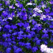 Wildflower Mix Heirloom Erinus Seeds