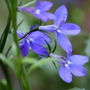 Wildflower Mix Heirloom Erinus Seeds