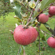 Esopus Spitzenburg Apple Seeds