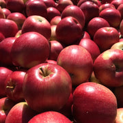 Esopus Spitzenburg Apple Seeds