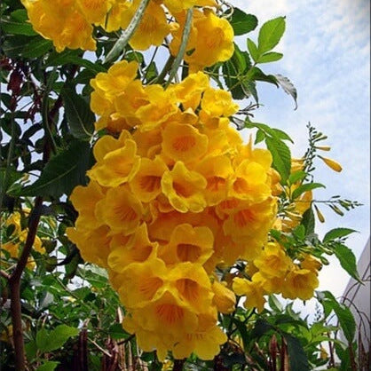 Wildflower Esperanza Seeds