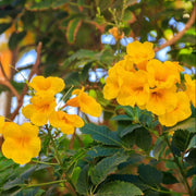 Wildflower Esperanza Seeds