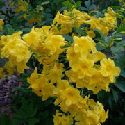 Wildflower Esperanza Seeds