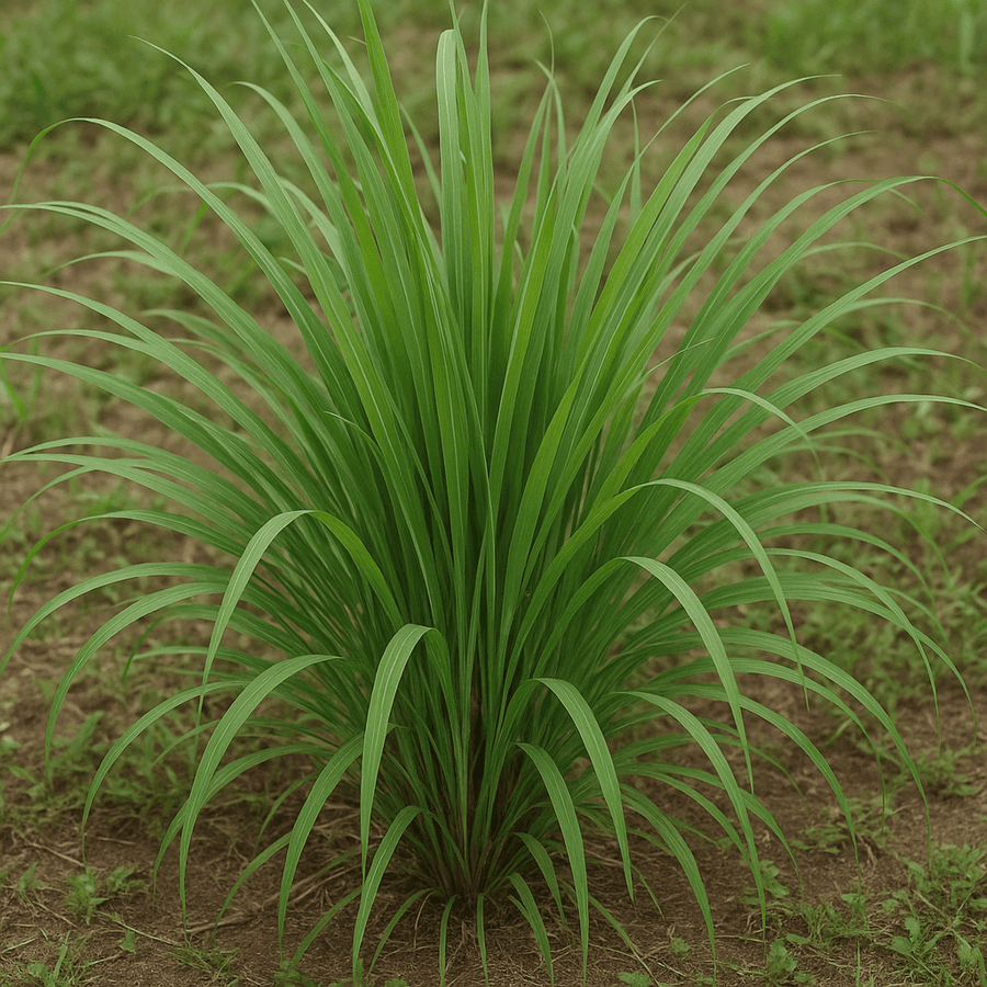 Essential Oil - Herbal Seeds
