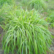 Essential Oil - Herbal Seeds