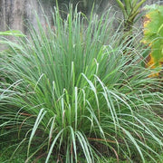 Essential Oil - Herbal Seeds