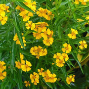 Aromatic Estragon Seeds, Herbal