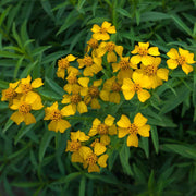 Aromatic Estragon Seeds, Herbal