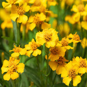 Aromatic Estragon Seeds, Herbal