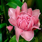 Pink Torch Ginger Etlingera Elatior Seeds